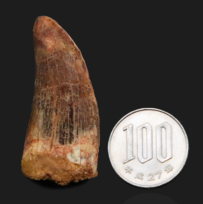 美麗なアウトラインにご注目！エナメル質、セレーション残存！白亜紀の北アフリカの王者、カルカロドントサウルス（Carcharodontosaurus）の歯化石（その9）