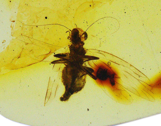 触角、翅脈まで保存された羽虫を内包!約1億年前に形成された古き、琥珀、バーマイト(Burmite)(その1)