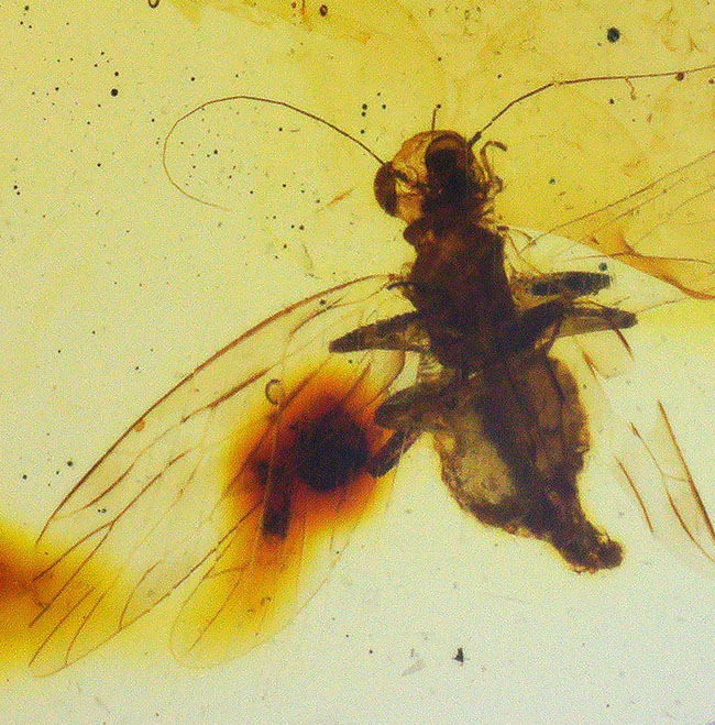 触角、翅脈まで保存された羽虫を内包!約1億年前に形成された古き、琥珀、バーマイト(Burmite)(その2)