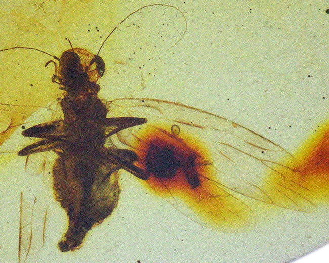 触角、翅脈まで保存された羽虫を内包!約1億年前に形成された古き、琥珀、バーマイト(Burmite)(その3)