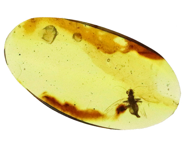 触角、翅脈まで保存された羽虫を内包!約1億年前に形成された古き、琥珀、バーマイト(Burmite)(その4)