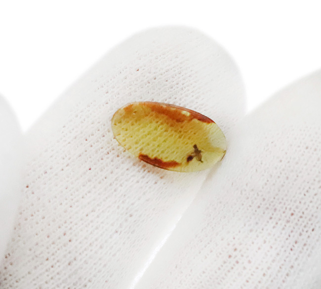 触角、翅脈まで保存された羽虫を内包!約1億年前に形成された古き、琥珀、バーマイト(Burmite)(その5)
