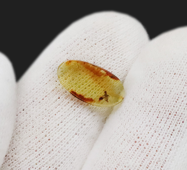 触角、翅脈まで保存された羽虫を内包!約1億年前に形成された古き、琥珀、バーマイト(Burmite)(その6)