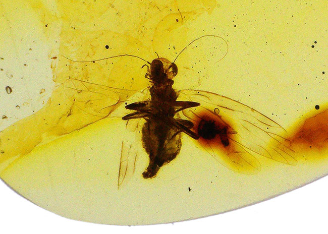 触角、翅脈まで保存された羽虫を内包!約1億年前に形成された古き、琥珀、バーマイト(Burmite)(その7)