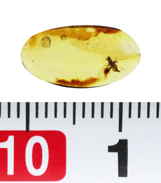 触角、翅脈まで保存された羽虫を内包!約1億年前に形成された古き、琥珀、バーマイト(Burmite)(その8)