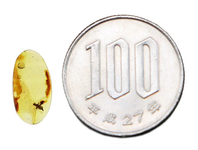 触角、翅脈まで保存された羽虫を内包!約1億年前に形成された古き、琥珀、バーマイト(Burmite)(その9)