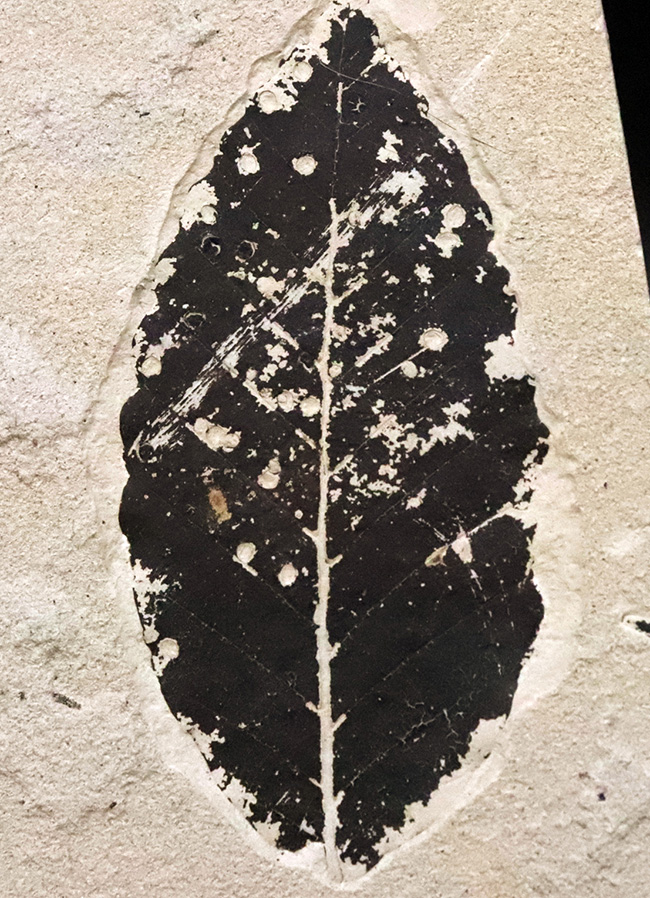 黒く炭化して輪郭が残った珍しいタイプ！秋田県田沢湖産、ブナ類と思しき木の葉の化石（その1）