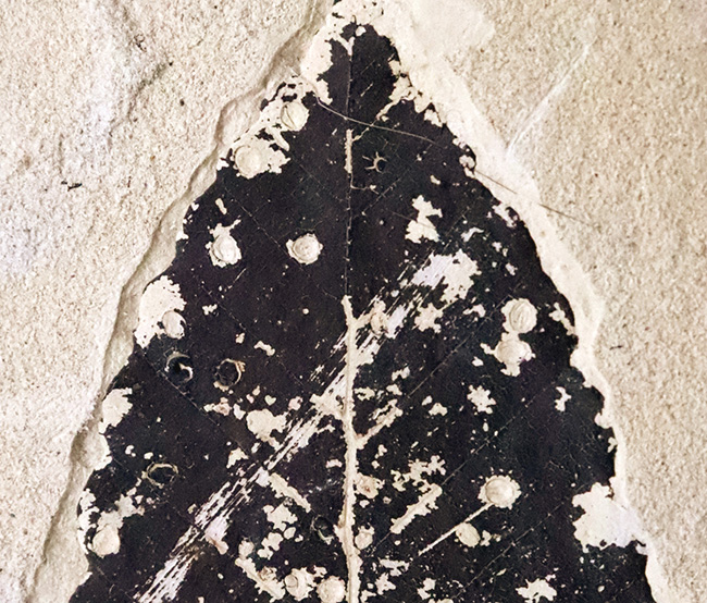 黒く炭化して輪郭が残った珍しいタイプ！秋田県田沢湖産、ブナ類と思しき木の葉の化石（その2）