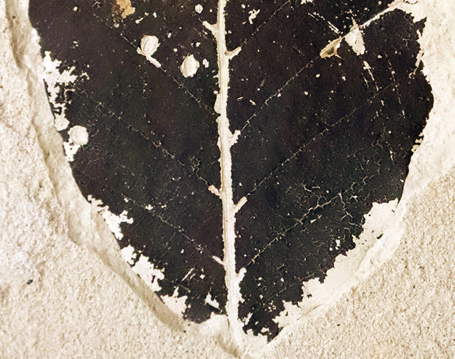 黒く炭化して輪郭が残った珍しいタイプ！秋田県田沢湖産、ブナ類と思しき木の葉の化石（その3）