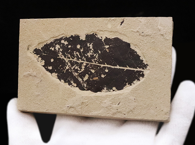 黒く炭化して輪郭が残った珍しいタイプ！秋田県田沢湖産、ブナ類と思しき木の葉の化石（その4）