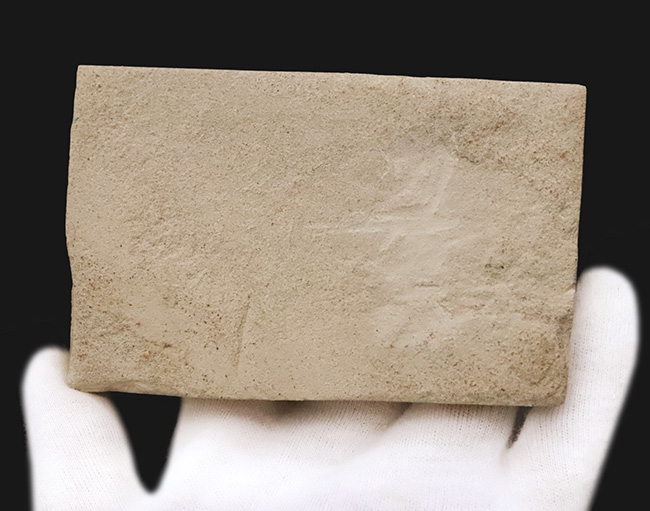 黒く炭化して輪郭が残った珍しいタイプ！秋田県田沢湖産、ブナ類と思しき木の葉の化石（その5）