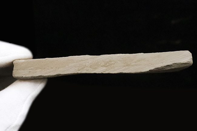 黒く炭化して輪郭が残った珍しいタイプ！秋田県田沢湖産、ブナ類と思しき木の葉の化石（その6）