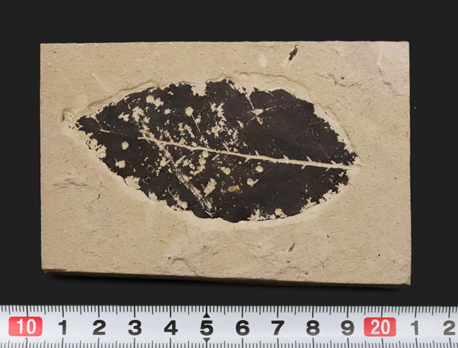 黒く炭化して輪郭が残った珍しいタイプ！秋田県田沢湖産、ブナ類と思しき木の葉の化石（その7）