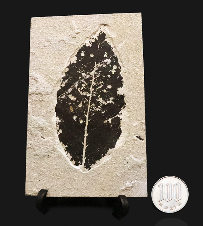 黒く炭化して輪郭が残った珍しいタイプ！秋田県田沢湖産、ブナ類と思しき木の葉の化石（その8）