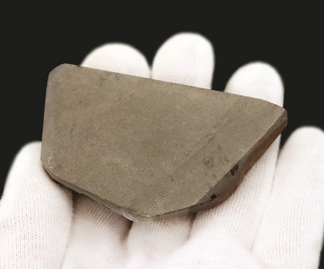 竜のうろこ模様！グリーンを中心に、オレンジやイエローも見られる、色彩豊かなアンモライト（Ammolite）のピース（その4）