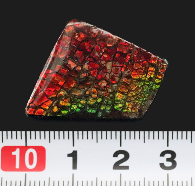 万華鏡のように美しい！典型的なドラゴンスキン模様をもつ、生物