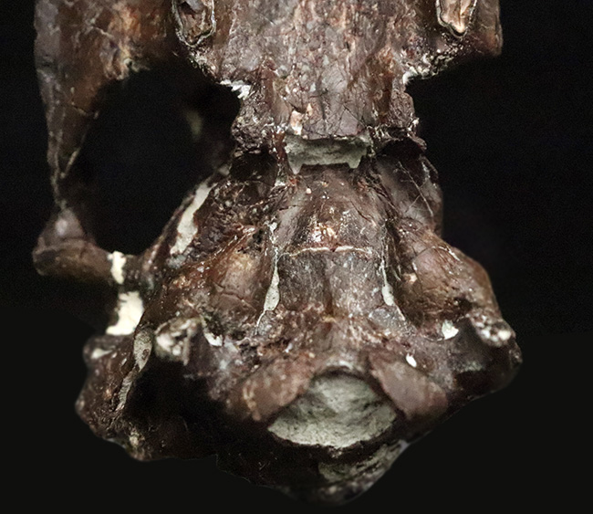 希少性MAX！南米で独自進化を遂げた、ウサギサイズの小型哺乳類……プロティポテリウム（Protypotherium australe）頭骨化石（その10）