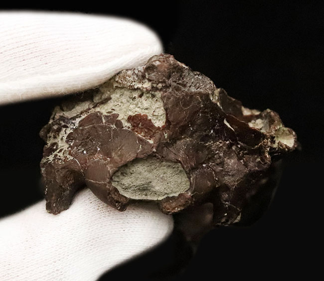 希少性MAX！南米で独自進化を遂げた、ウサギサイズの小型哺乳類……プロティポテリウム（Protypotherium australe）頭骨化石（その11）