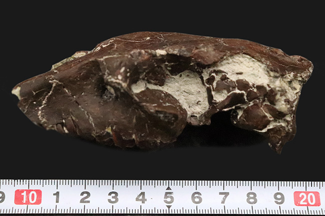 希少性MAX！南米で独自進化を遂げた、ウサギサイズの小型哺乳類……プロティポテリウム（Protypotherium australe）頭骨化石（その12）