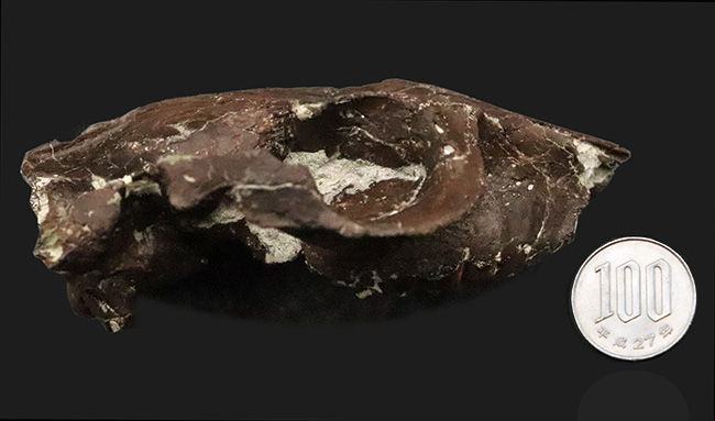 希少性MAX！南米で独自進化を遂げた、ウサギサイズの小型哺乳類……プロティポテリウム（Protypotherium australe）頭骨化石（その14）