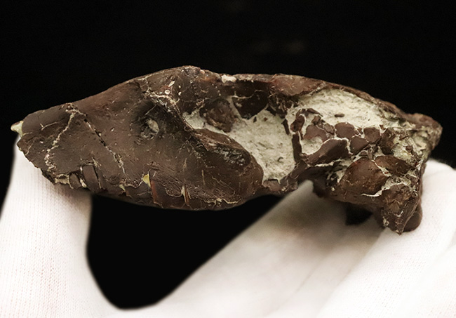 希少性MAX！南米で独自進化を遂げた、ウサギサイズの小型哺乳類……プロティポテリウム（Protypotherium australe）頭骨化石（その2）