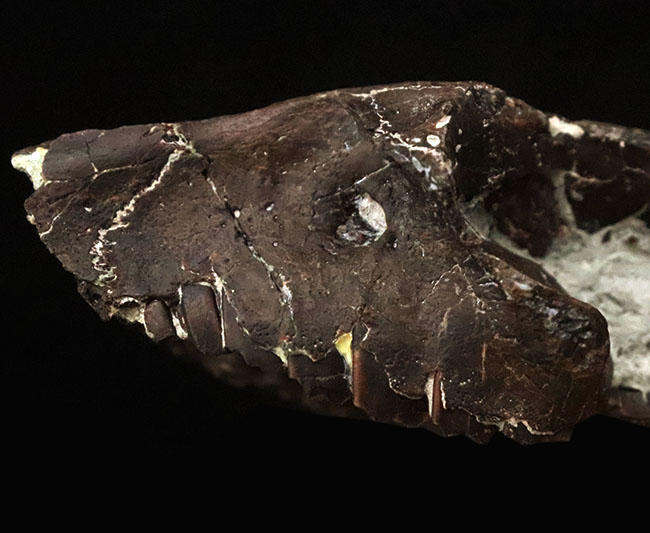 希少性MAX！南米で独自進化を遂げた、ウサギサイズの小型哺乳類……プロティポテリウム（Protypotherium australe）頭骨化石（その3）