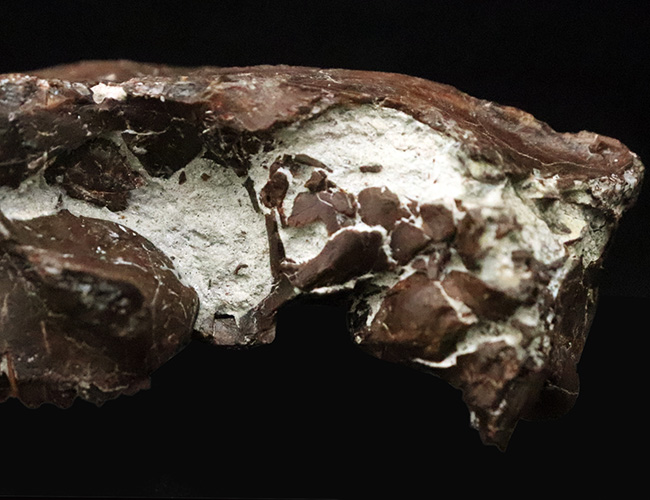 希少性MAX！南米で独自進化を遂げた、ウサギサイズの小型哺乳類……プロティポテリウム（Protypotherium australe）頭骨化石（その4）