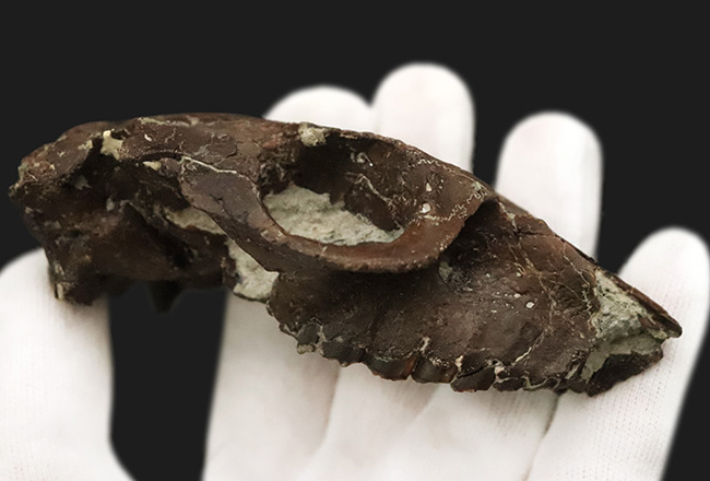 希少性MAX！南米で独自進化を遂げた、ウサギサイズの小型哺乳類……プロティポテリウム（Protypotherium australe）頭骨化石（その5）