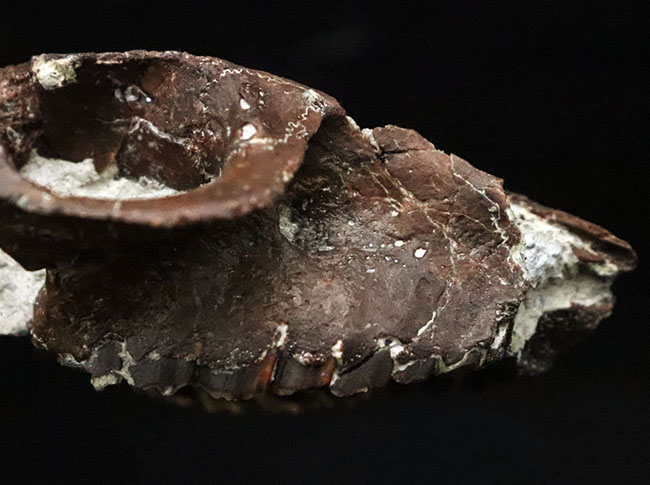 希少性MAX！南米で独自進化を遂げた、ウサギサイズの小型哺乳類……プロティポテリウム（Protypotherium australe）頭骨化石（その6）