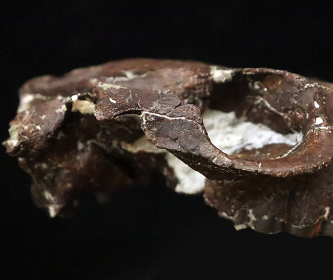 希少性MAX！南米で独自進化を遂げた、ウサギサイズの小型哺乳類……プロティポテリウム（Protypotherium australe）頭骨化石（その7）