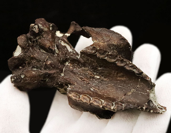 希少性MAX！南米で独自進化を遂げた、ウサギサイズの小型哺乳類……プロティポテリウム（Protypotherium australe）頭骨化石（その8）