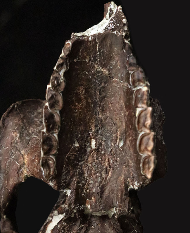 希少性MAX！南米で独自進化を遂げた、ウサギサイズの小型哺乳類……プロティポテリウム（Protypotherium australe）頭骨化石（その9）