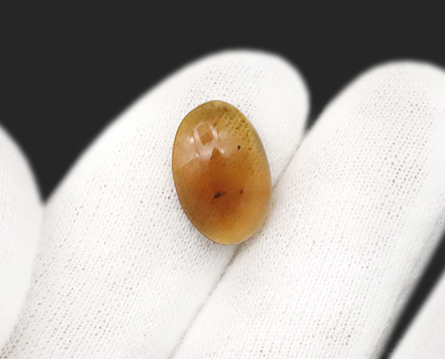 翅脈（しみゃく）まで鮮明に残る羽虫を内包した、恐竜時代の樹脂の化石兼宝石「バーマイト（Burmite）」（その4）