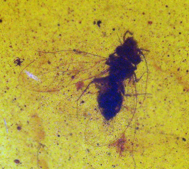 翅脈（しみゃく）まで鮮明に残る羽虫を内包した、恐竜時代の樹脂の化石兼宝石「バーマイト（Burmite）」（その5）