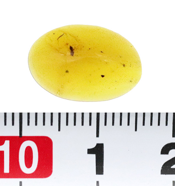 翅脈（しみゃく）まで鮮明に残る羽虫を内包した、恐竜時代の樹脂の化石兼宝石「バーマイト（Burmite）」（その7）