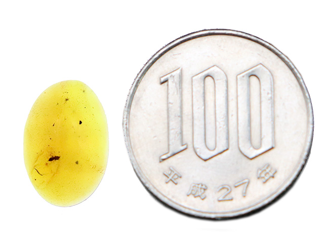 翅脈（しみゃく）まで鮮明に残る羽虫を内包した、恐竜時代の樹脂の化石兼宝石「バーマイト（Burmite）」（その8）