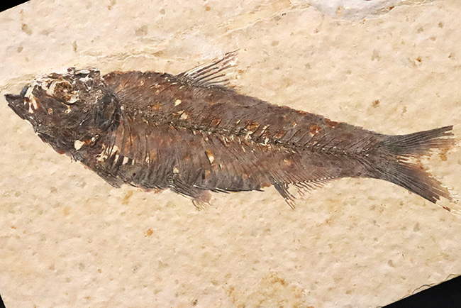 12cm級のビッグサイズ、一線一線の鰭条（きじょう）まで浮き出る保存状態。グリーンリバー層産・古代魚ナイティア（Knightia）ハイクオリティ標本（その1）