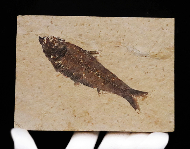 12cm級のビッグサイズ、一線一線の鰭条（きじょう）まで浮き出る保存状態。グリーンリバー層産・古代魚ナイティア（Knightia）ハイクオリティ標本（その2）