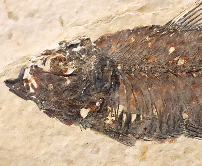 12cm級のビッグサイズ、一線一線の鰭条（きじょう）まで浮き出る保存状態。グリーンリバー層産・古代魚ナイティア（Knightia）ハイクオリティ標本（その3）
