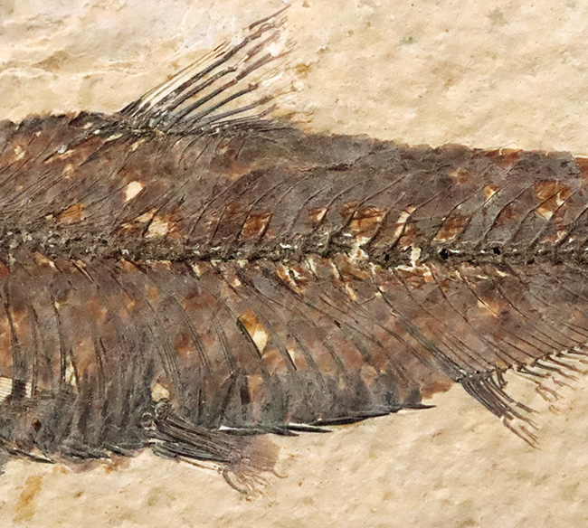 12cm級のビッグサイズ、一線一線の鰭条（きじょう）まで浮き出る保存状態。グリーンリバー層産・古代魚ナイティア（Knightia）ハイクオリティ標本（その4）