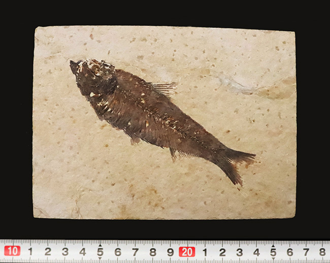 12cm級のビッグサイズ、一線一線の鰭条（きじょう）まで浮き出る保存状態。グリーンリバー層産・古代魚ナイティア（Knightia）ハイクオリティ標本（その8）