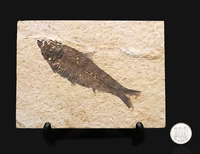 12cm級のビッグサイズ、一線一線の鰭条（きじょう）まで浮き出る保存状態。グリーンリバー層産・古代魚ナイティア（Knightia）ハイクオリティ標本（その9）