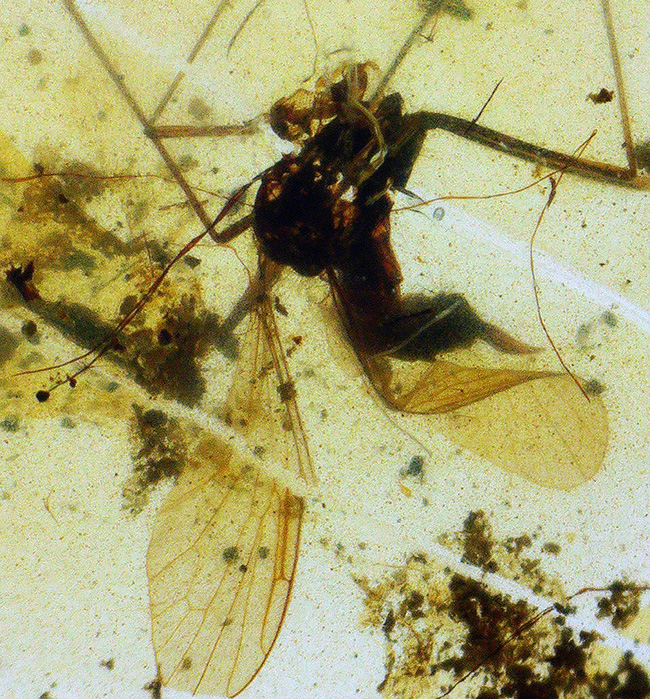 小さなタイムカプセルがここに!折りたたまれた翅脈まで観察できる、羽虫を内包したミャンマー産の琥珀、バーマイト(Burmite)(その1)