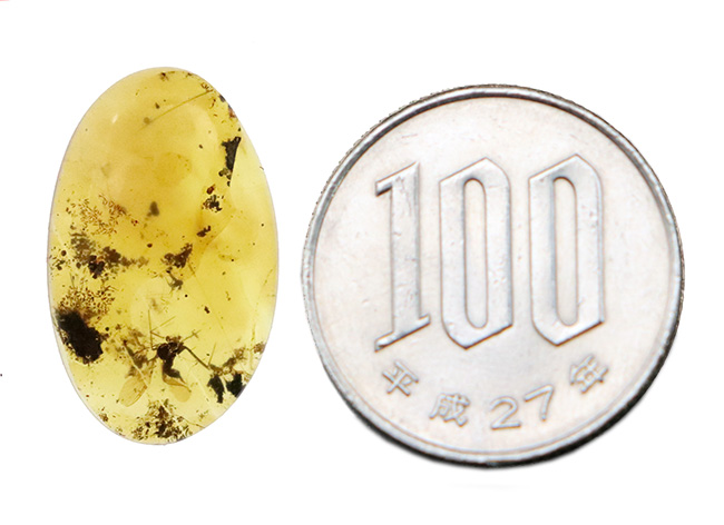 小さなタイムカプセルがここに!折りたたまれた翅脈まで観察できる、羽虫を内包したミャンマー産の琥珀、バーマイト(Burmite)(その10)