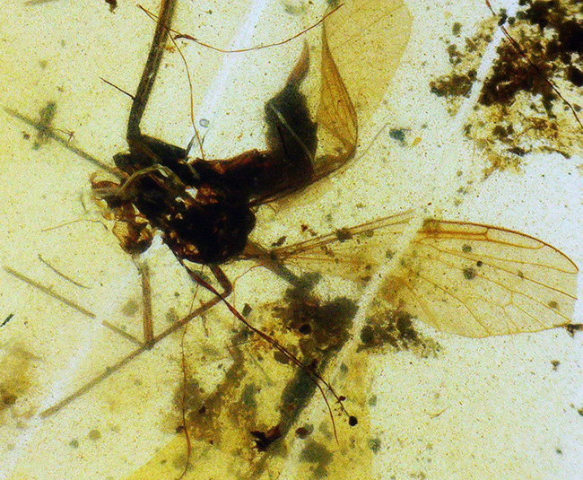 小さなタイムカプセルがここに!折りたたまれた翅脈まで観察できる、羽虫を内包したミャンマー産の琥珀、バーマイト(Burmite)(その4)