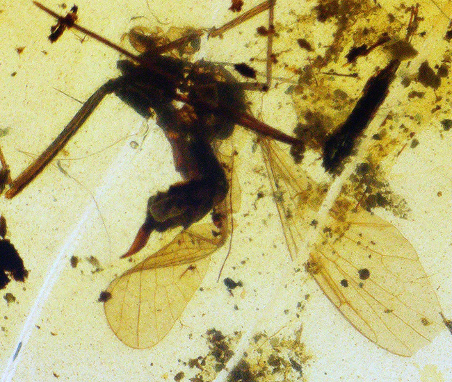 小さなタイムカプセルがここに!折りたたまれた翅脈まで観察できる、羽虫を内包したミャンマー産の琥珀、バーマイト(Burmite)(その5)