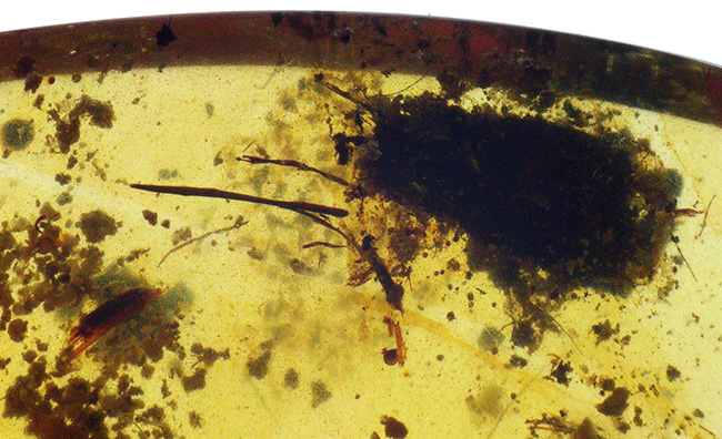 小さなタイムカプセルがここに!折りたたまれた翅脈まで観察できる、羽虫を内包したミャンマー産の琥珀、バーマイト(Burmite)(その6)