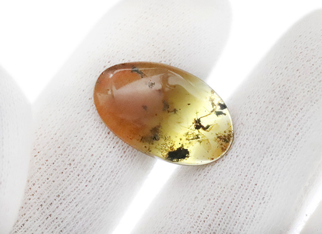 小さなタイムカプセルがここに!折りたたまれた翅脈まで観察できる、羽虫を内包したミャンマー産の琥珀、バーマイト(Burmite)(その7)