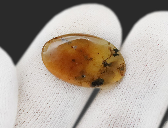 小さなタイムカプセルがここに!折りたたまれた翅脈まで観察できる、羽虫を内包したミャンマー産の琥珀、バーマイト(Burmite)(その8)