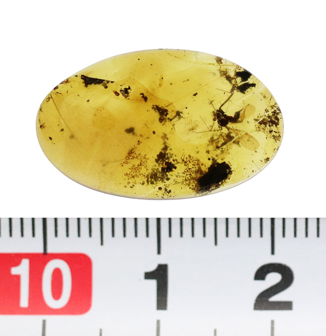小さなタイムカプセルがここに!折りたたまれた翅脈まで観察できる、羽虫を内包したミャンマー産の琥珀、バーマイト(Burmite)(その9)
